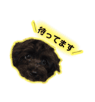 私たちの天ちゃん4ヶ月～黒トイプードル～（個別スタンプ：14）