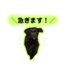 私たちの天ちゃん4ヶ月～黒トイプードル～（個別スタンプ：16）
