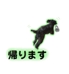 私たちの天ちゃん4ヶ月～黒トイプードル～（個別スタンプ：17）