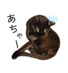 表情豊かな黒猫びびちゃんスタンプ4（個別スタンプ：1）