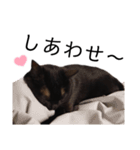 表情豊かな黒猫びびちゃんスタンプ4（個別スタンプ：12）