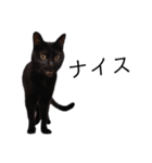 表情豊かな黒猫びびちゃんスタンプ4（個別スタンプ：16）