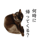 表情豊かな黒猫びびちゃんスタンプ4（個別スタンプ：17）