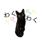 表情豊かな黒猫びびちゃんスタンプ4（個別スタンプ：24）