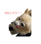 わんわんわんこさん（個別スタンプ：2）