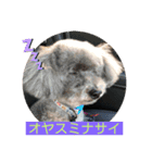 ちびっこめんこちゃん7（個別スタンプ：7）