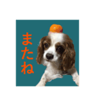 DOG.simple（個別スタンプ：1）