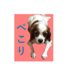 DOG.simple（個別スタンプ：2）