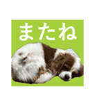 DOG.simple（個別スタンプ：3）