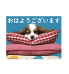 DOG.simple（個別スタンプ：5）