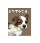 DOG.simple（個別スタンプ：6）