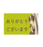 DOG.simple（個別スタンプ：7）