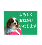 DOG.simple（個別スタンプ：8）