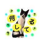 タモとゆかいな仲間たち。（個別スタンプ：3）