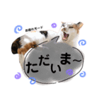 タモとゆかいな仲間たち。（個別スタンプ：8）