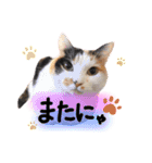 タモとゆかいな仲間たち。（個別スタンプ：9）