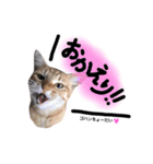 タモとゆかいな仲間たち。（個別スタンプ：11）