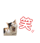 タモとゆかいな仲間たち。（個別スタンプ：16）