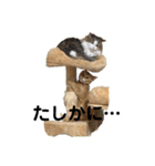 ねこすたんプ3（個別スタンプ：1）