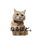 ねこすたんプ3（個別スタンプ：2）