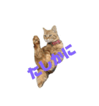 ねこすたんプ3（個別スタンプ：3）