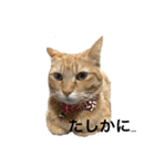 ねこすたんプ3（個別スタンプ：4）