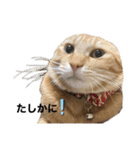ねこすたんプ3（個別スタンプ：6）