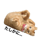 ねこすたんプ3（個別スタンプ：16）