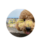 テンテヌス（個別スタンプ：8）