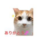 めいお嬢のスタンプ（個別スタンプ：1）