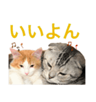 めいお嬢のスタンプ（個別スタンプ：3）