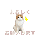 めいお嬢のスタンプ（個別スタンプ：4）