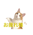 めいお嬢のスタンプ（個別スタンプ：9）