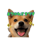 柴犬×チワワのすだちくん(日常スタンプ1)（個別スタンプ：1）