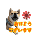 柴犬×チワワのすだちくん(日常スタンプ1)（個別スタンプ：2）