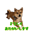 柴犬×チワワのすだちくん(日常スタンプ1)（個別スタンプ：3）