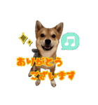 柴犬×チワワのすだちくん(日常スタンプ1)（個別スタンプ：4）