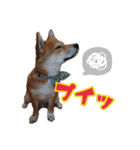 柴犬×チワワのすだちくん(日常スタンプ1)（個別スタンプ：7）