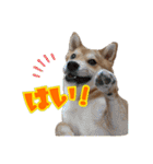 柴犬×チワワのすだちくん(日常スタンプ1)（個別スタンプ：9）