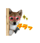柴犬×チワワのすだちくん(日常スタンプ1)（個別スタンプ：10）
