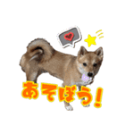 柴犬×チワワのすだちくん(日常スタンプ1)（個別スタンプ：11）