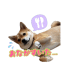 柴犬×チワワのすだちくん(日常スタンプ1)（個別スタンプ：12）
