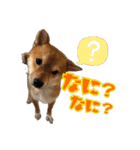 柴犬×チワワのすだちくん(日常スタンプ1)（個別スタンプ：13）