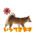 柴犬×チワワのすだちくん(日常スタンプ1)（個別スタンプ：15）