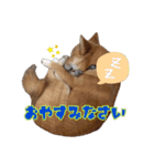 柴犬×チワワのすだちくん(日常スタンプ1)（個別スタンプ：17）