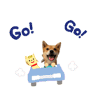 柴犬×チワワのすだちくん(日常スタンプ1)（個別スタンプ：18）