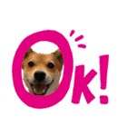 柴犬×チワワのすだちくん(日常スタンプ1)（個別スタンプ：19）