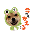 柴犬×チワワのすだちくん(日常スタンプ1)（個別スタンプ：22）