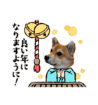 柴犬×チワワのすだちくん(日常スタンプ1)（個別スタンプ：24）