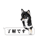 お口が悪い黒柴ちゃん（個別スタンプ：3）